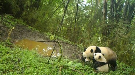are there pandas in the wild in china